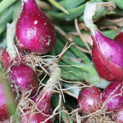 Sẹo lồi hay lõm lâu năm do nặn mụn, tai nạn, bỏng bô đều khỏi 98% nhờ 1 củ hành tím Lý Sơn