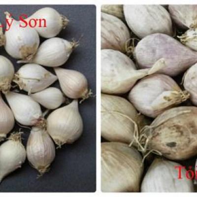 Cách phân biệt tỏi ta với tỏi Trung Quốc cực dễ!