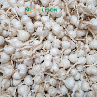 Nguồn gốc và công dụng tỏi Lý Sơn (Ly Son Garlic)